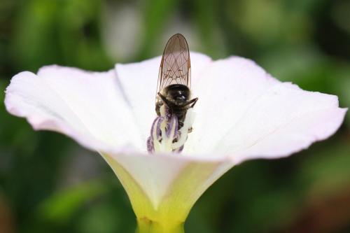 Heringia heringi